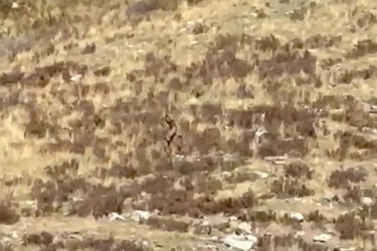 Sasquatch - Bigfoot - Yeti (in a few months) - a sighting caught on film in Colorado!